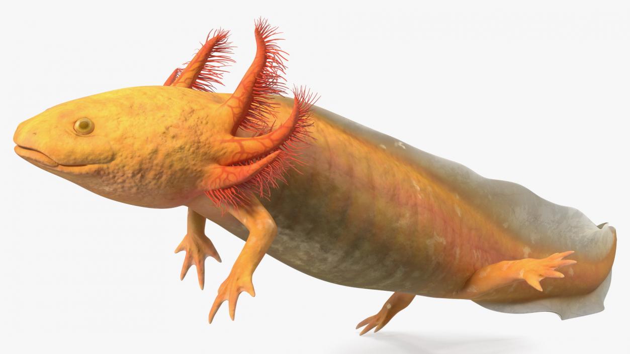 3D Gold Albino Axolotl Rigged 2 model