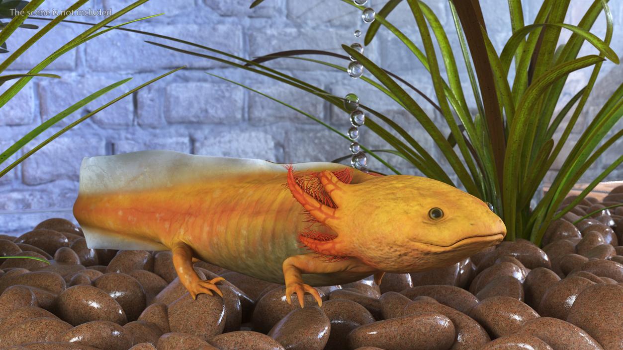 3D Gold Albino Axolotl Rigged 2 model