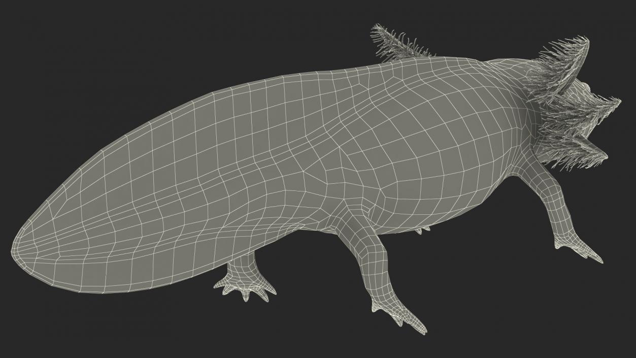 3D Gold Albino Axolotl Rigged 2 model