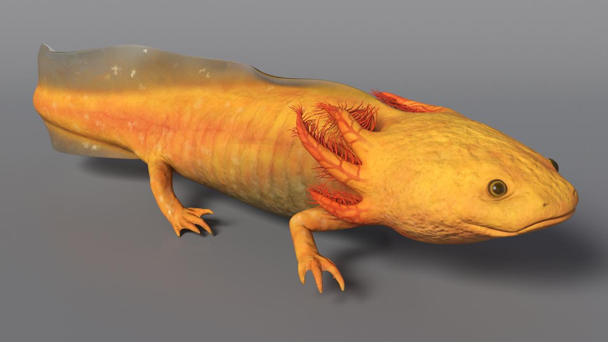 3D Gold Albino Axolotl Rigged 2 model