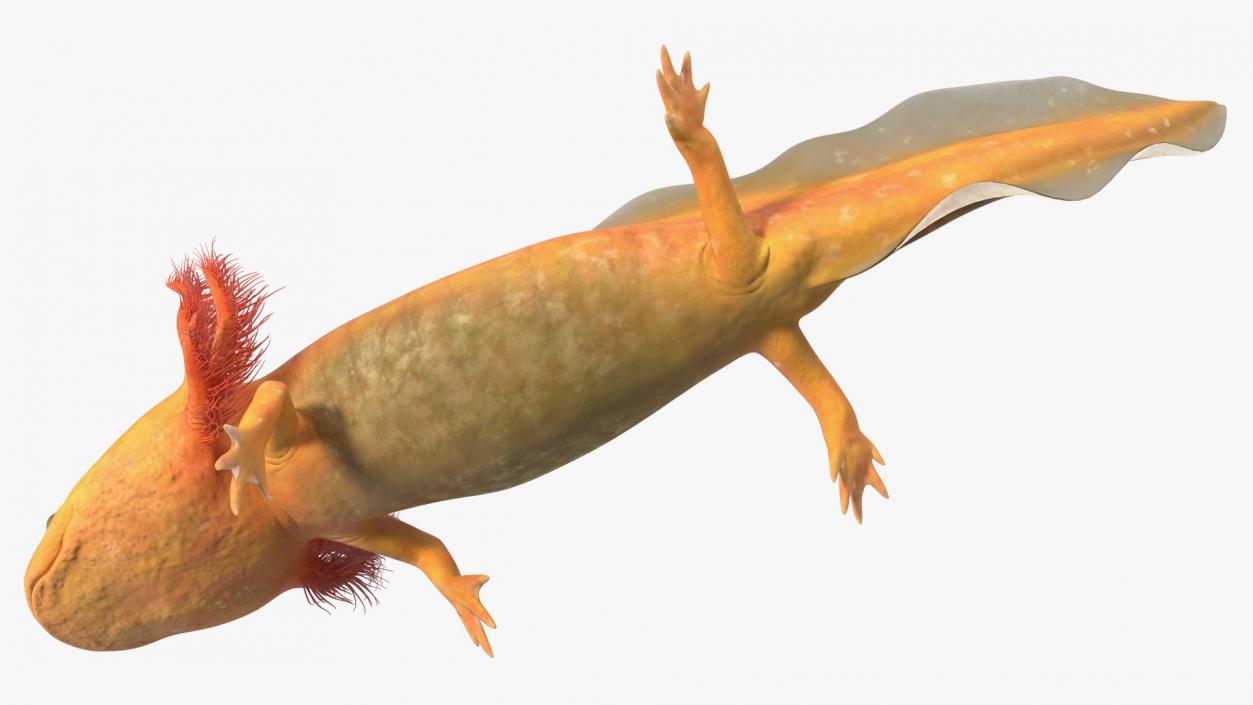 3D Gold Albino Axolotl Rigged 2 model