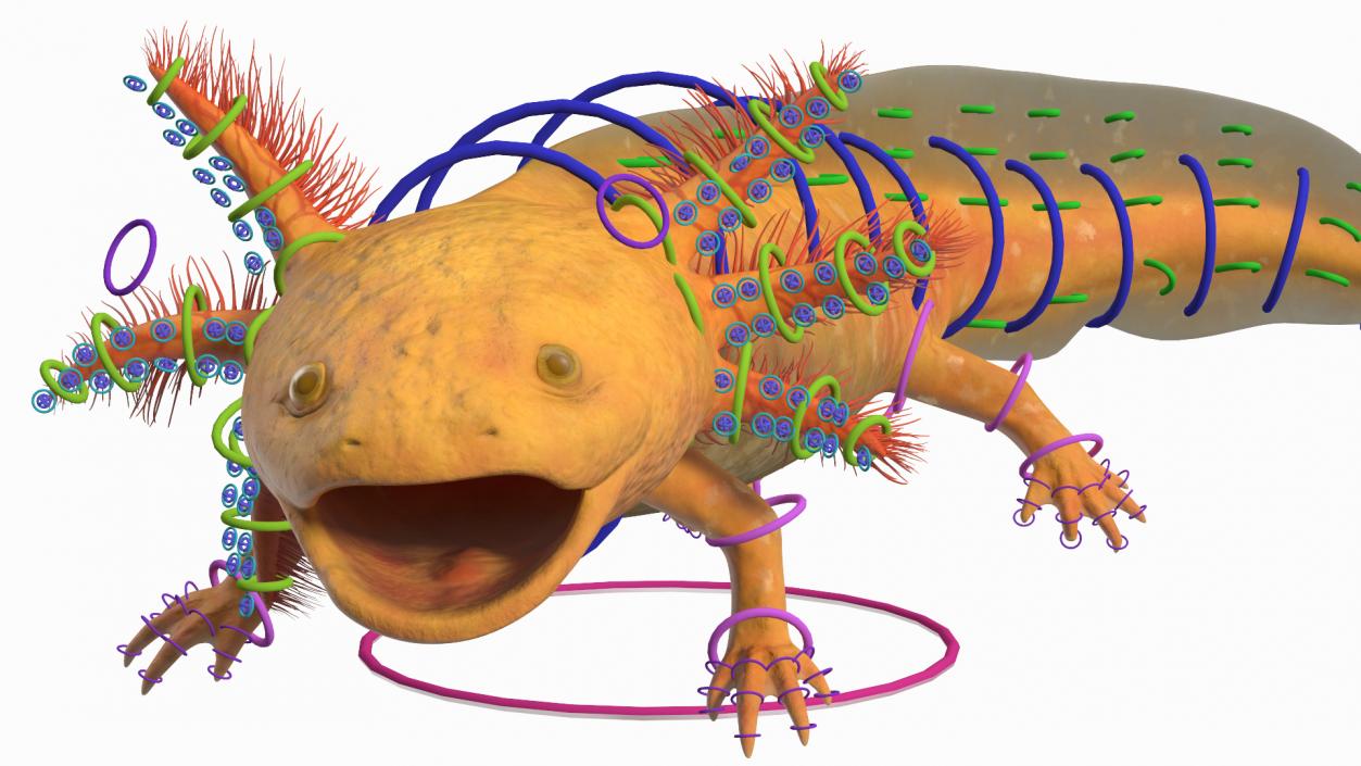 3D Gold Albino Axolotl Rigged 2 model