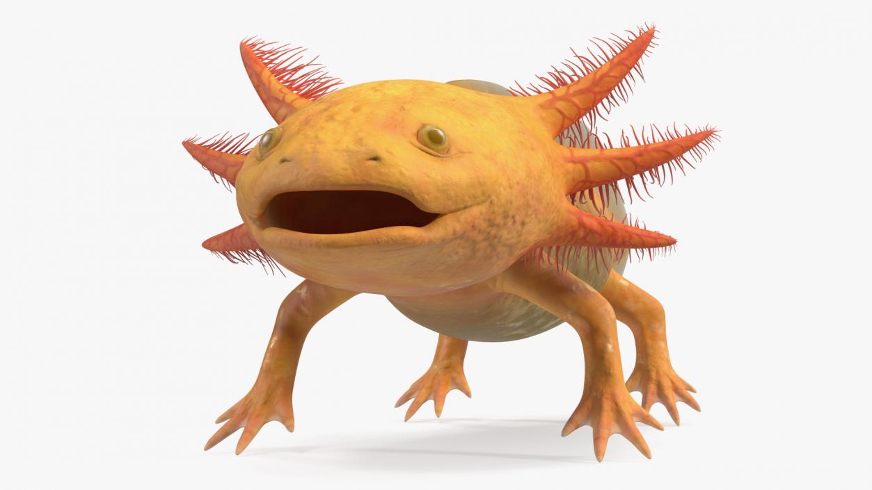 3D Gold Albino Axolotl Rigged 2 model