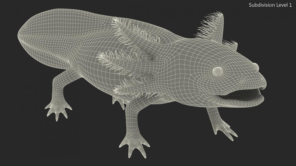 3D Gold Albino Axolotl Rigged 2 model