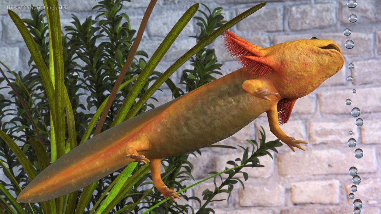 3D Gold Albino Axolotl Rigged 2 model