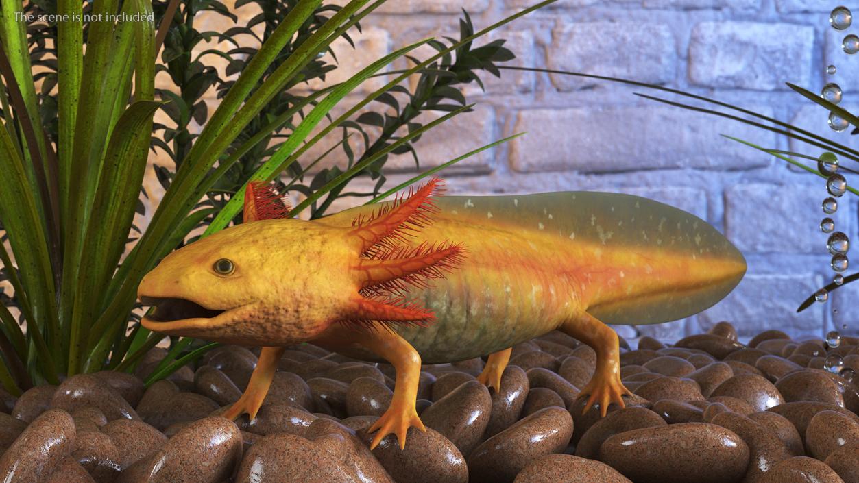 3D Gold Albino Axolotl Rigged 2 model