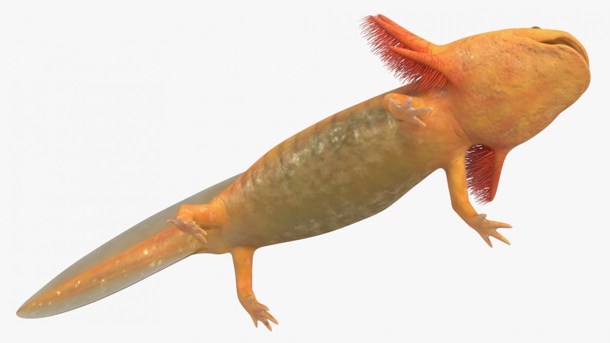 3D Gold Albino Axolotl Rigged 2 model