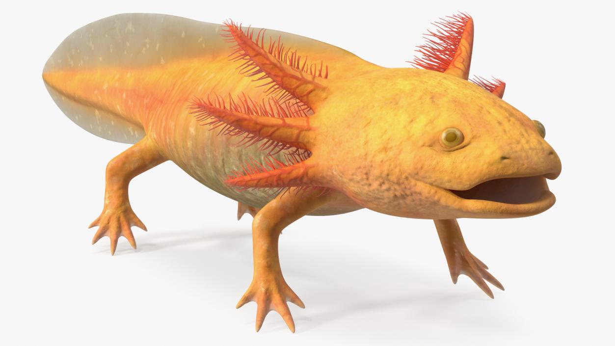 3D Gold Albino Axolotl Rigged 2 model