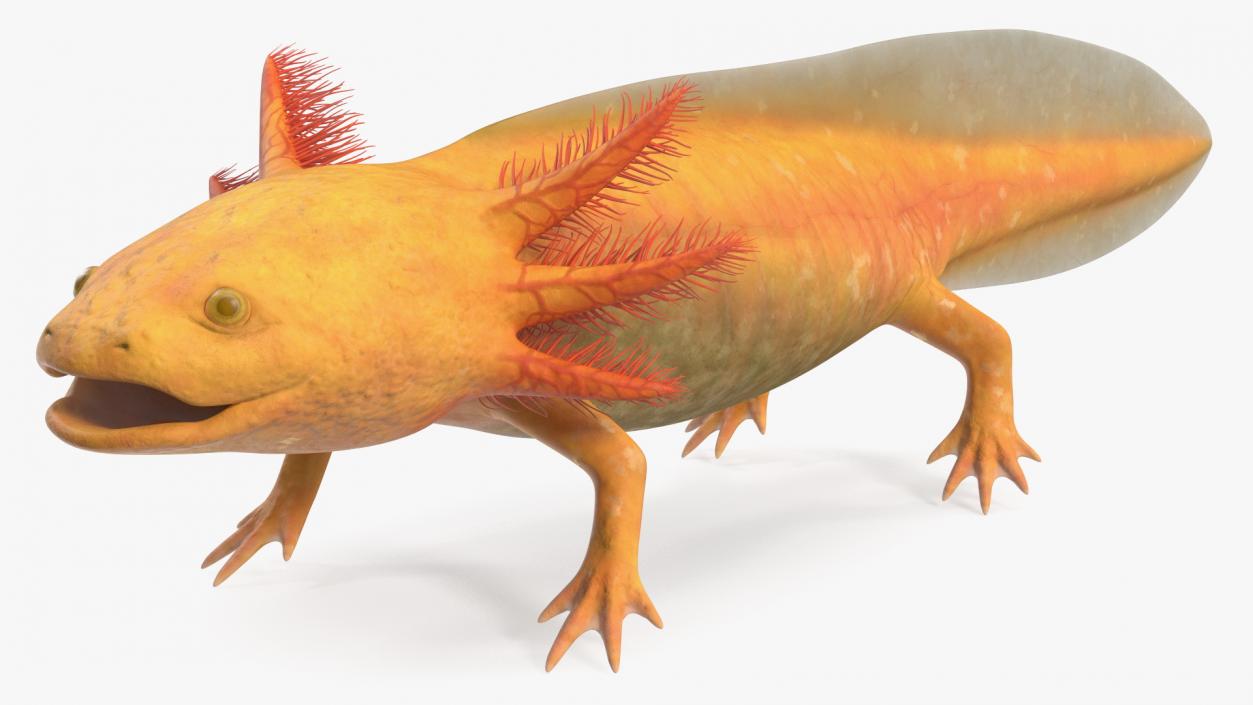 3D Gold Albino Axolotl Rigged 2 model