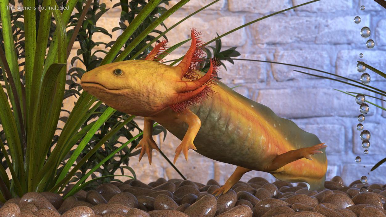 3D Gold Albino Axolotl Rigged 2 model