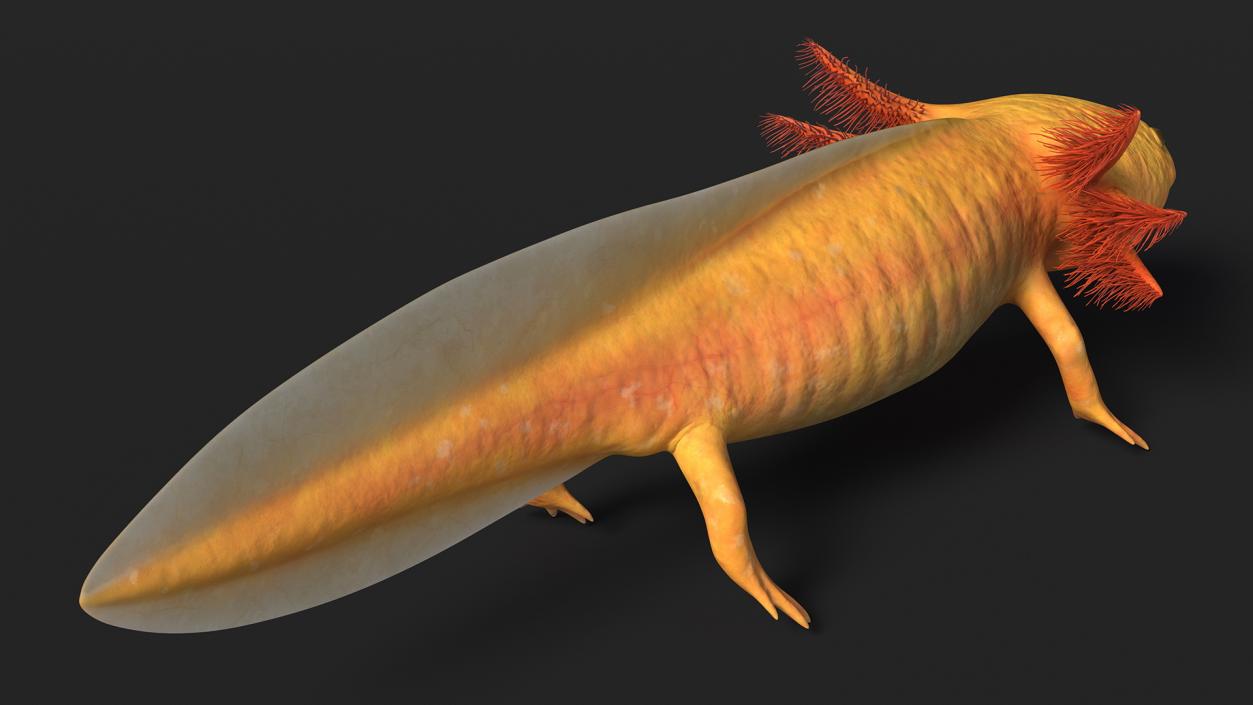 3D Gold Albino Axolotl Rigged 2 model