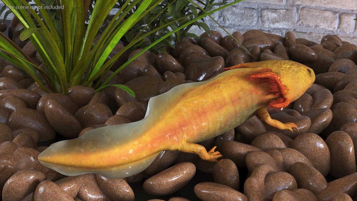 3D Gold Albino Axolotl Rigged 2 model