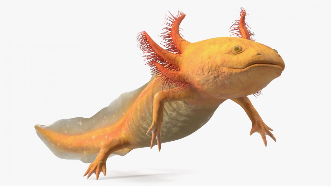 3D Gold Albino Axolotl Rigged 2 model