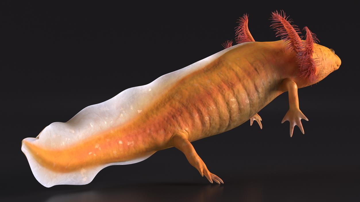 3D Gold Albino Axolotl Rigged 2 model