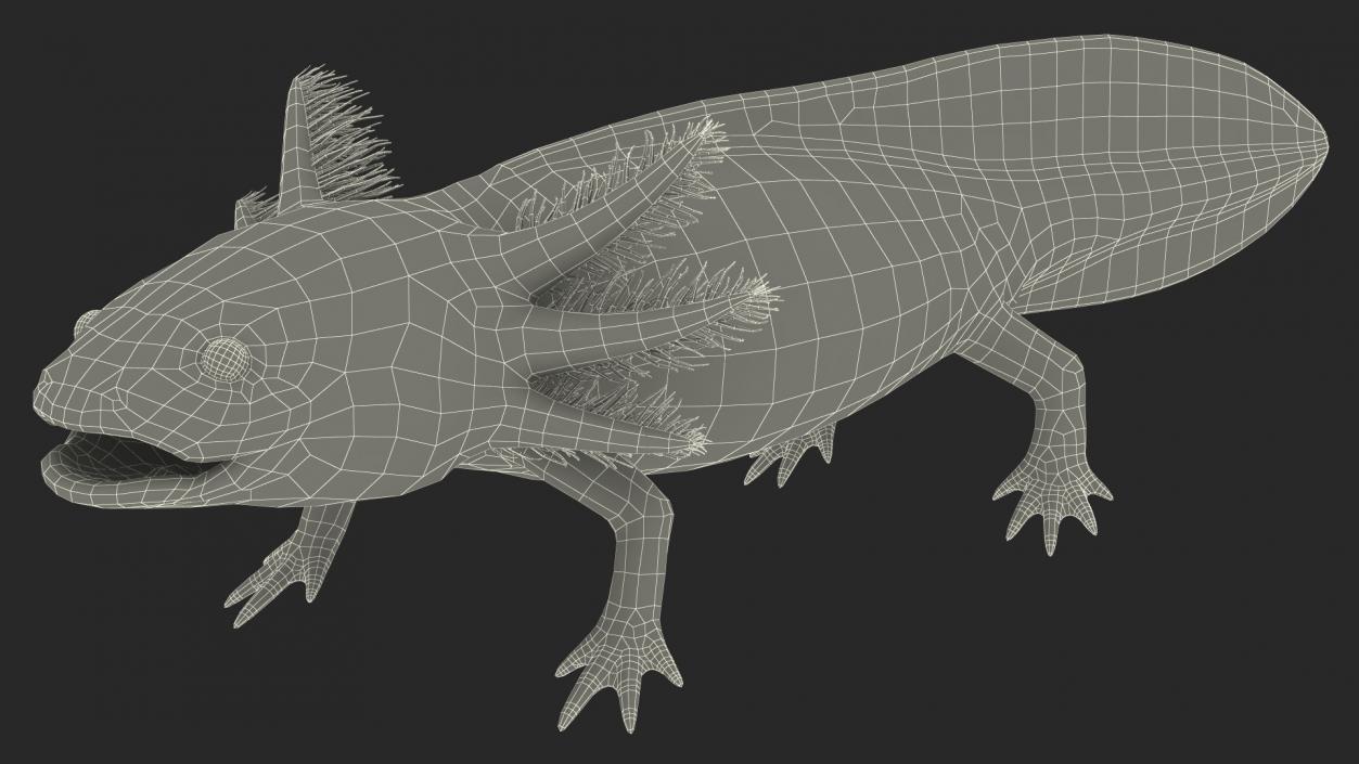 3D Gold Albino Axolotl Rigged 2 model