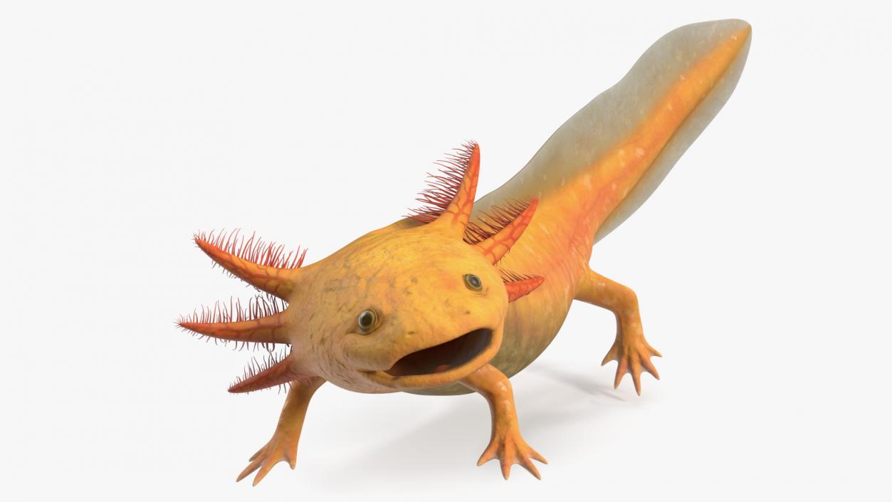 3D Gold Albino Axolotl Rigged 2 model