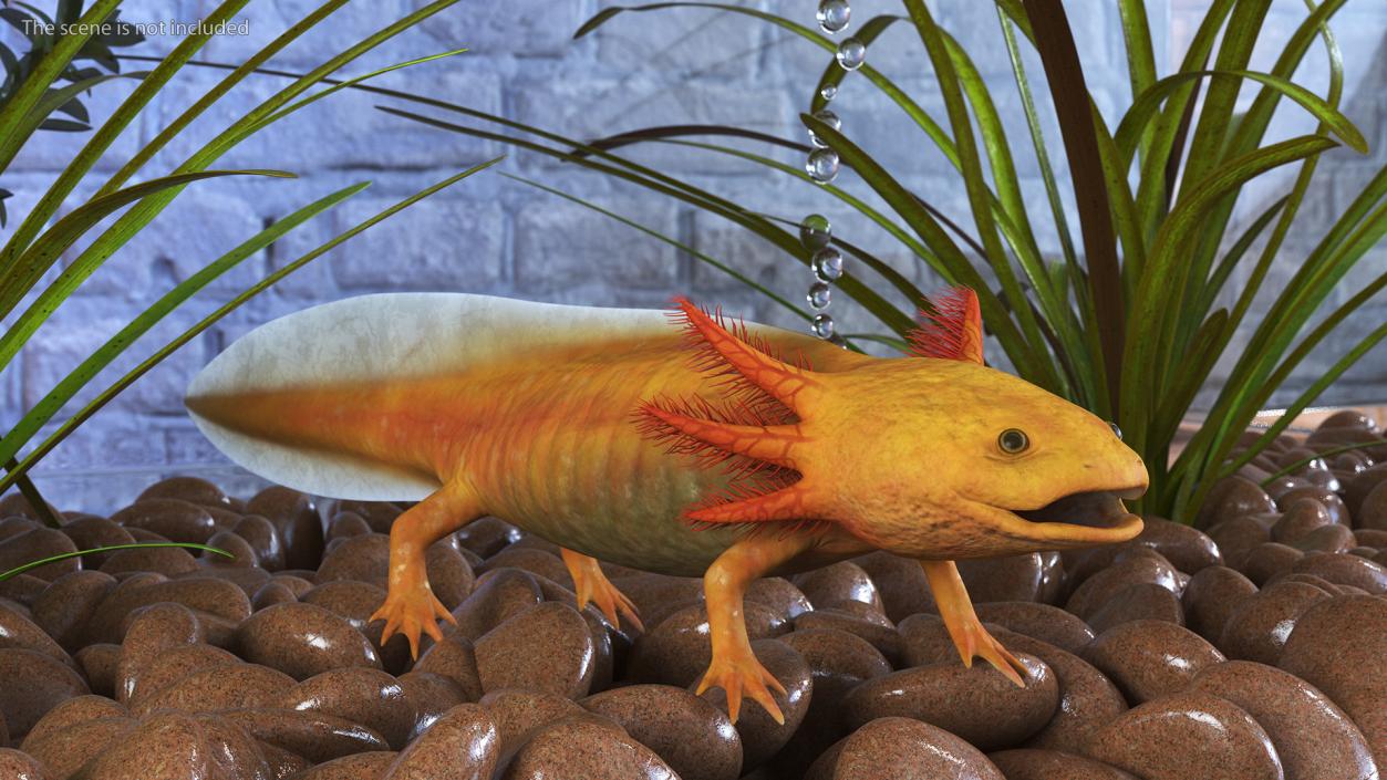 3D Gold Albino Axolotl Rigged 2 model