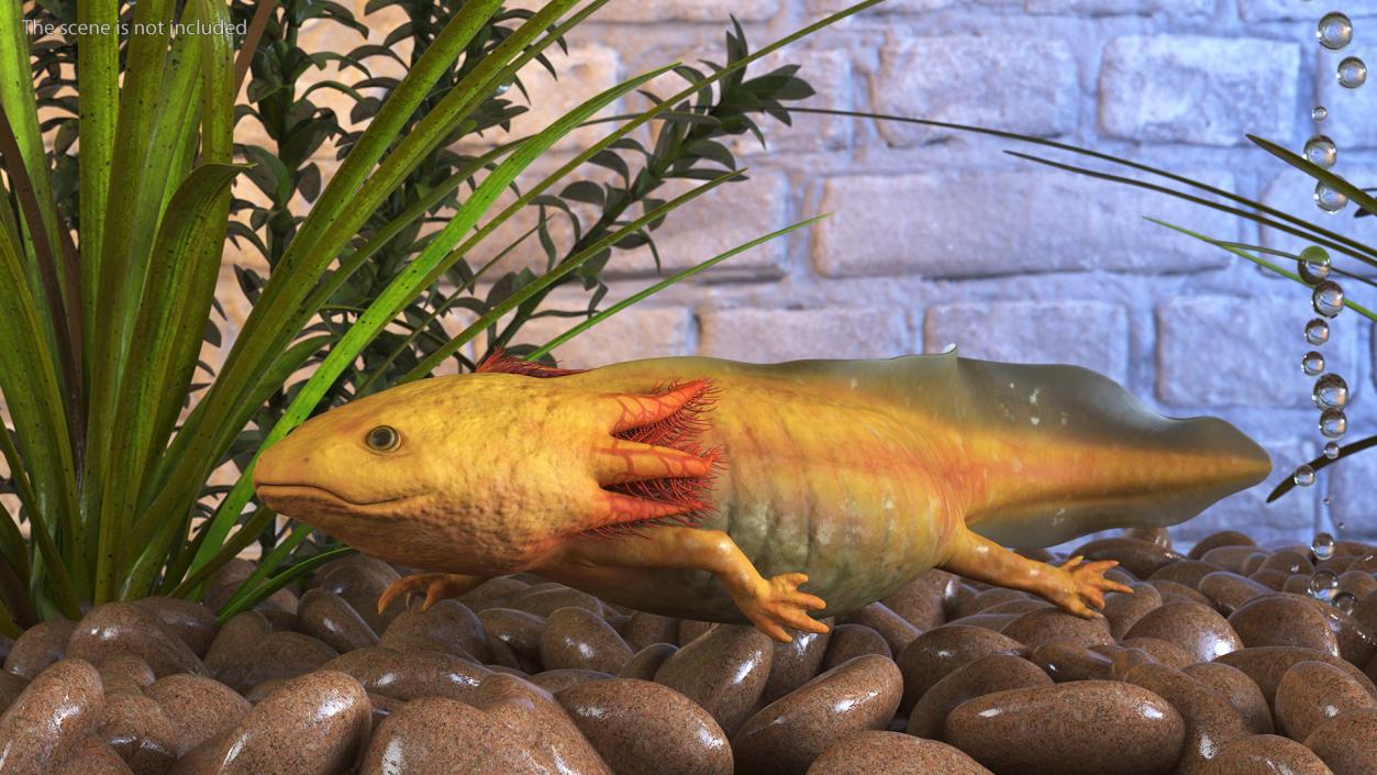 3D Gold Albino Axolotl Rigged 2 model