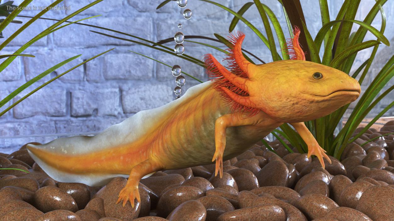 3D Gold Albino Axolotl Rigged 2 model