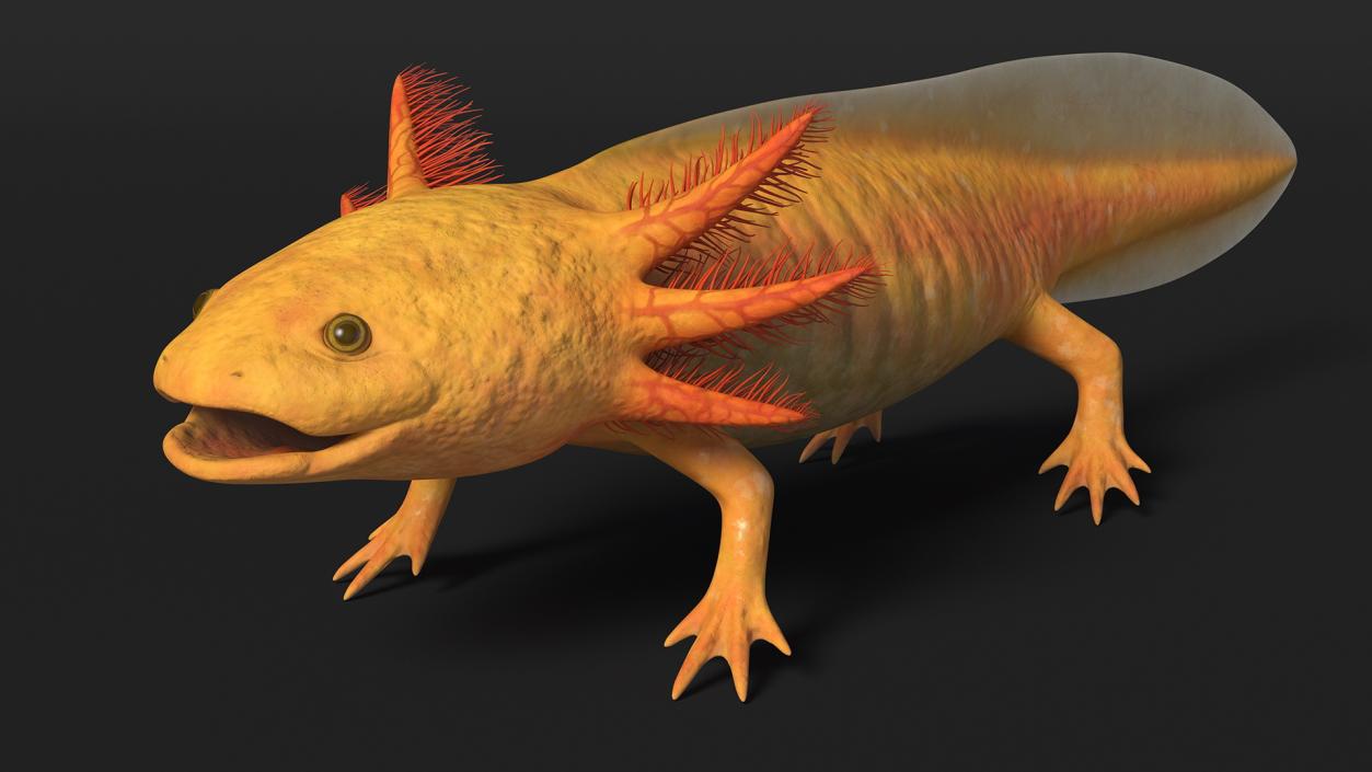 3D Gold Albino Axolotl Rigged 2 model