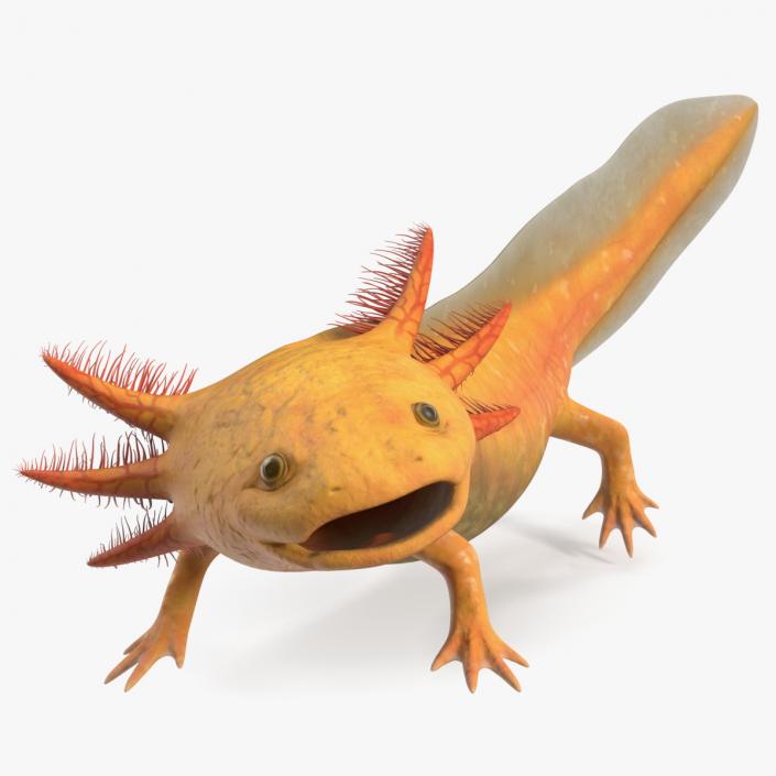 3D Gold Albino Axolotl Rigged 2 model