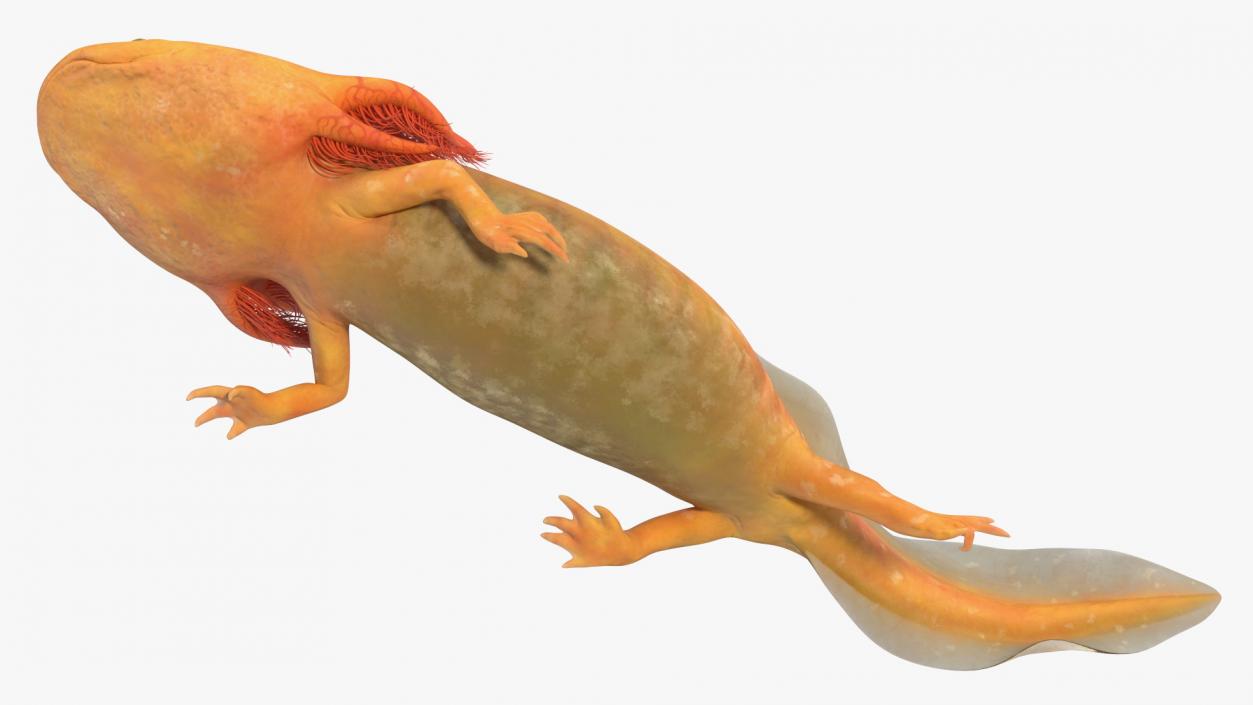 3D Gold Albino Axolotl Rigged 2 model