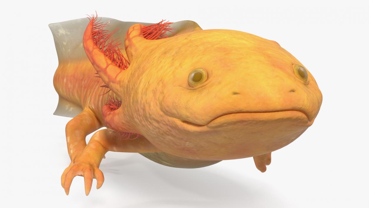 3D Gold Albino Axolotl Rigged 2 model