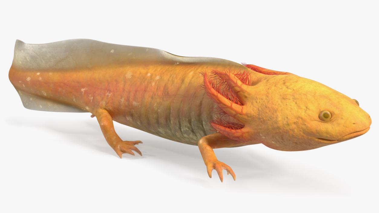 3D Gold Albino Axolotl Rigged 2 model