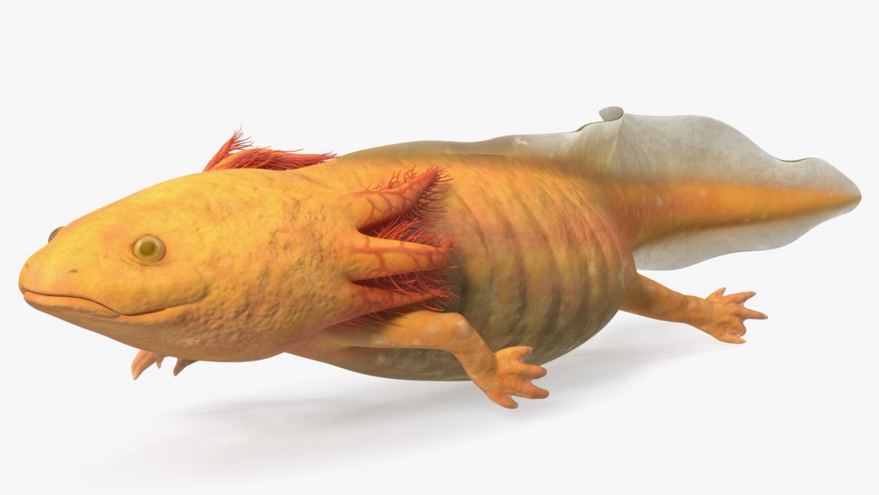 3D Gold Albino Axolotl Rigged 2 model