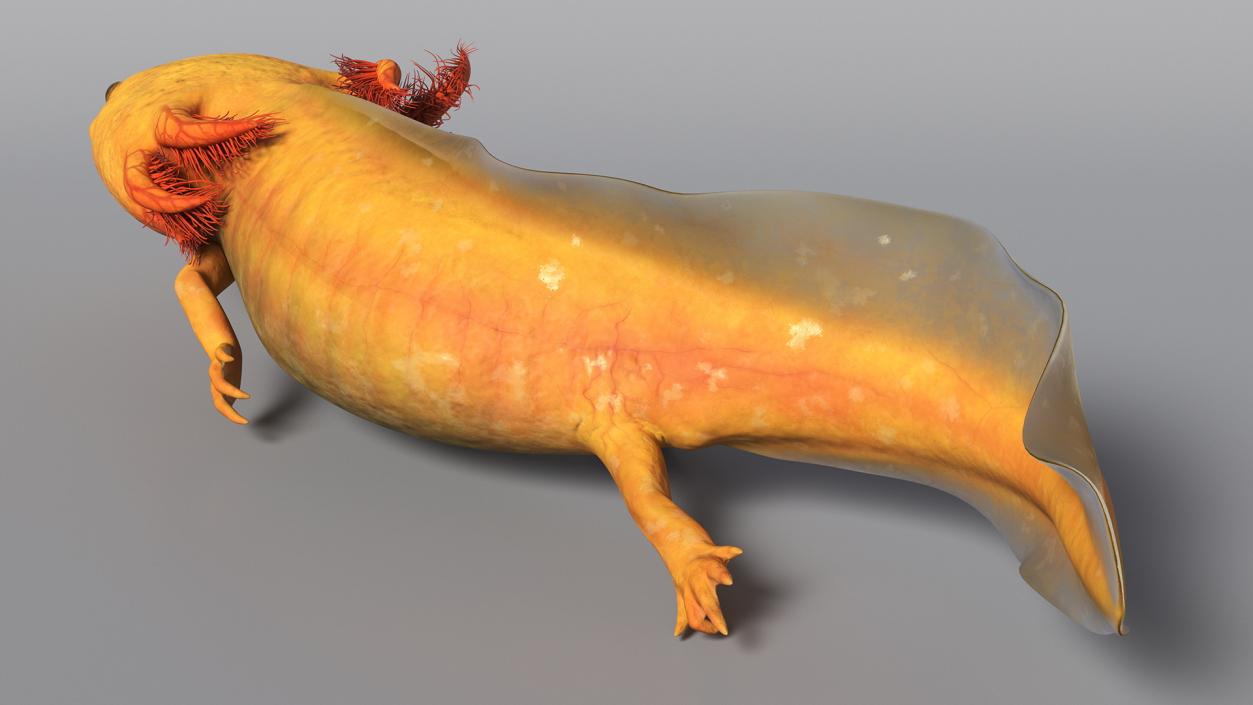 3D Gold Albino Axolotl Rigged 2 model