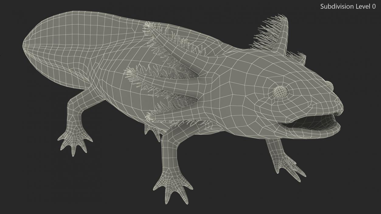 3D Gold Albino Axolotl Rigged 2 model