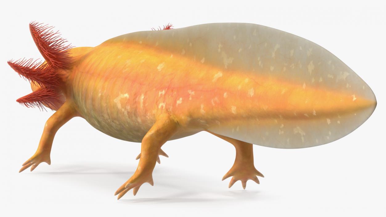 3D Gold Albino Axolotl Rigged 2 model