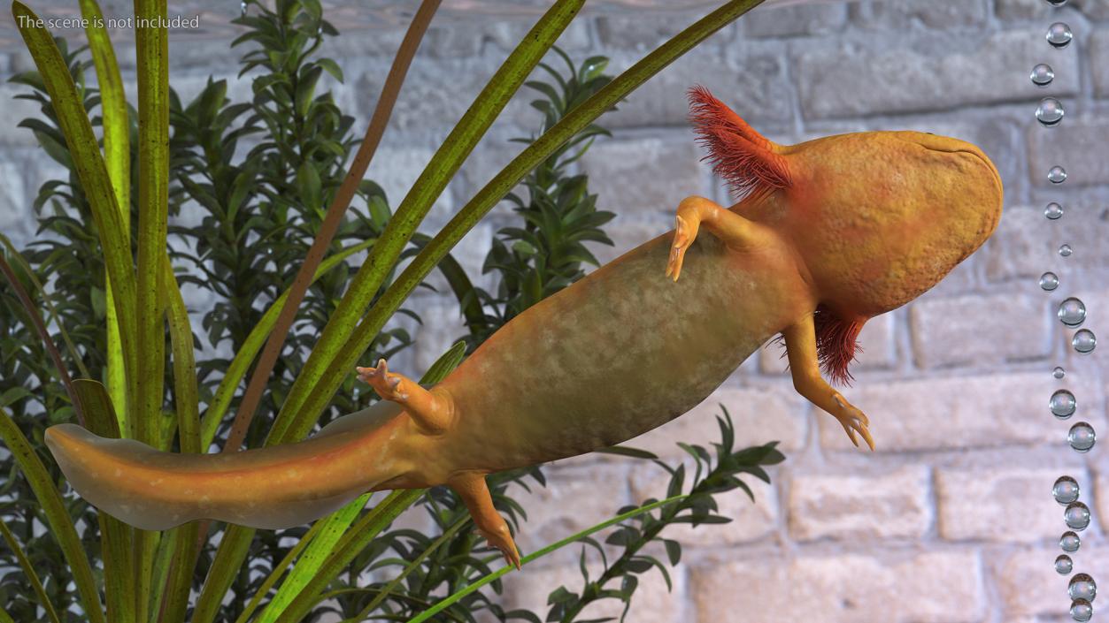 3D Gold Albino Axolotl Rigged 2 model