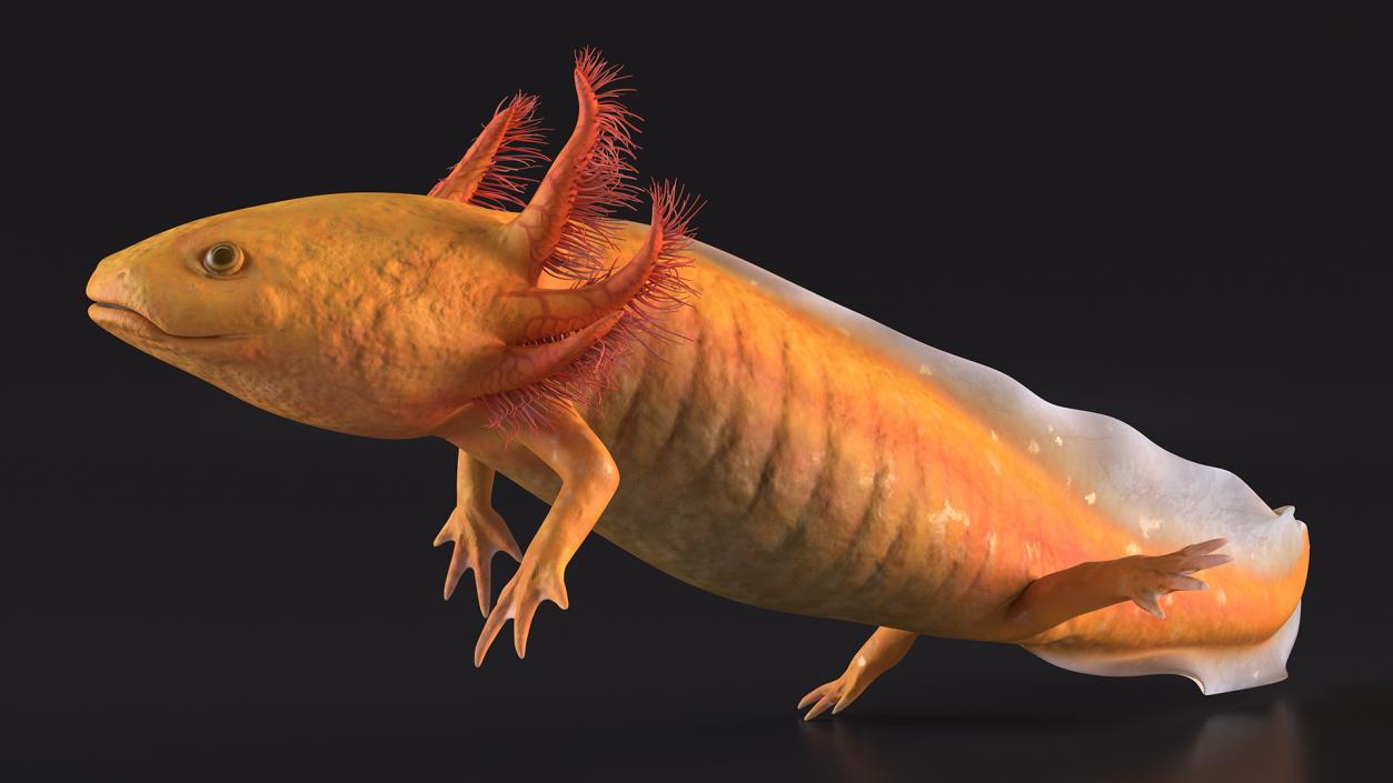 3D Gold Albino Axolotl Rigged 2 model