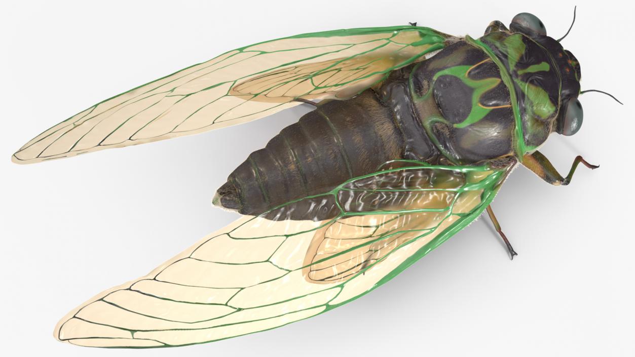 3D model Cicada Pose Calm Fur