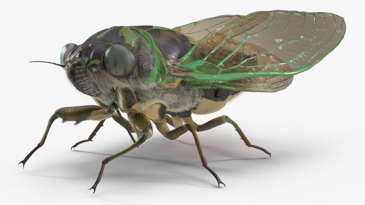 3D model Cicada Pose Calm Fur