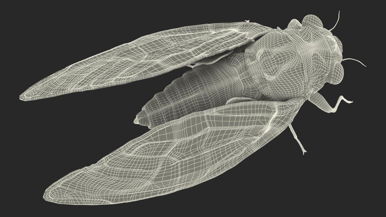 3D model Cicada Pose Calm Fur