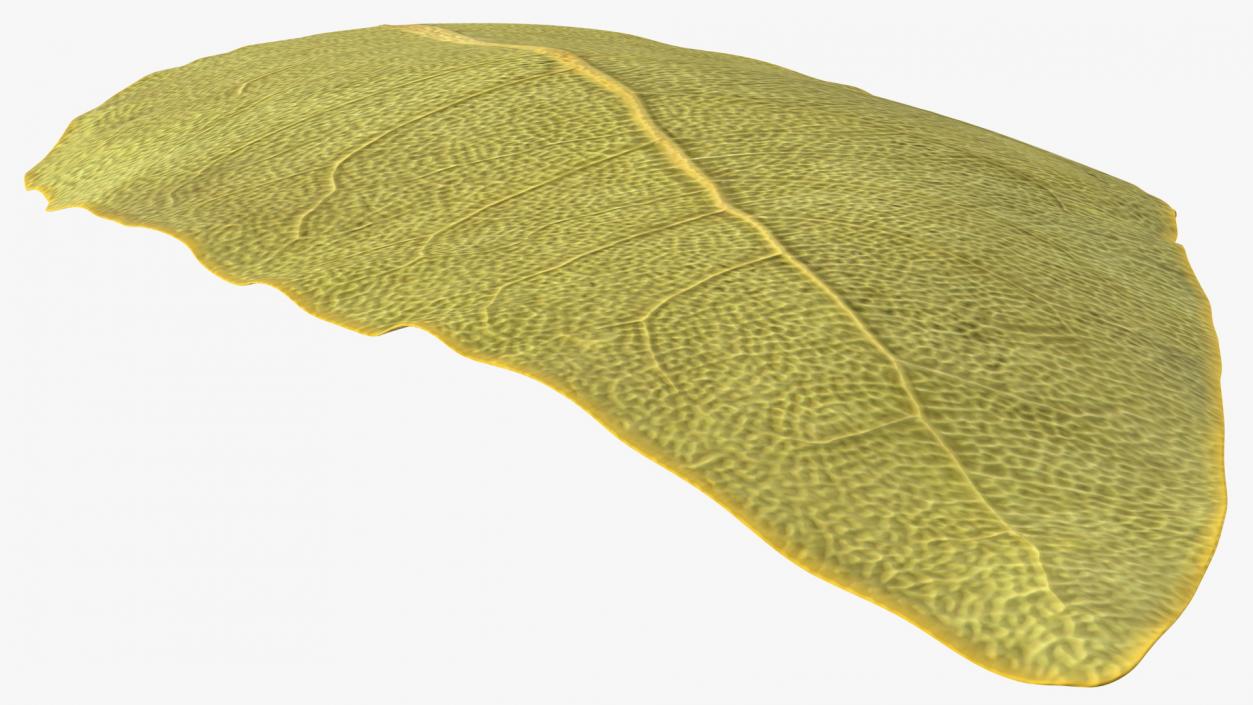 3D Dried Bay Laurel Leaf