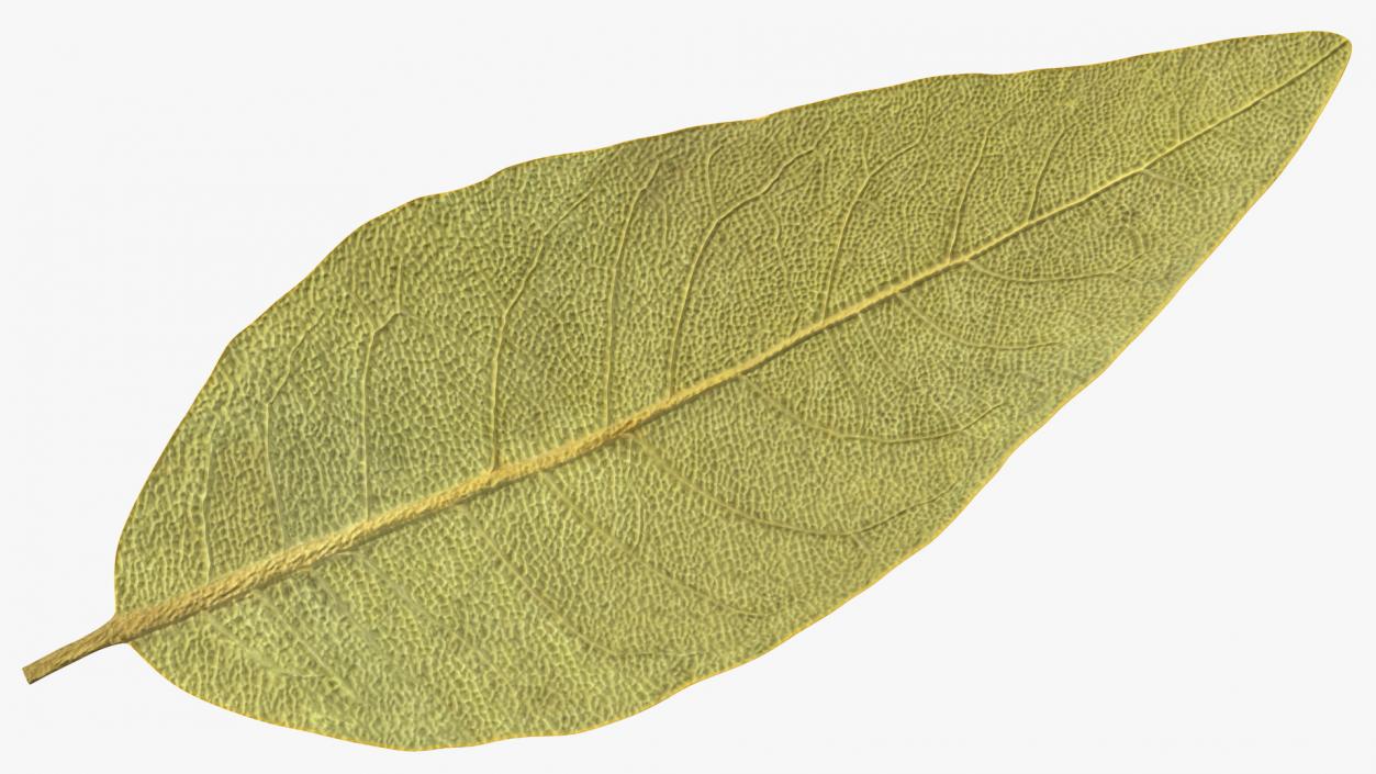 3D Dried Bay Laurel Leaf