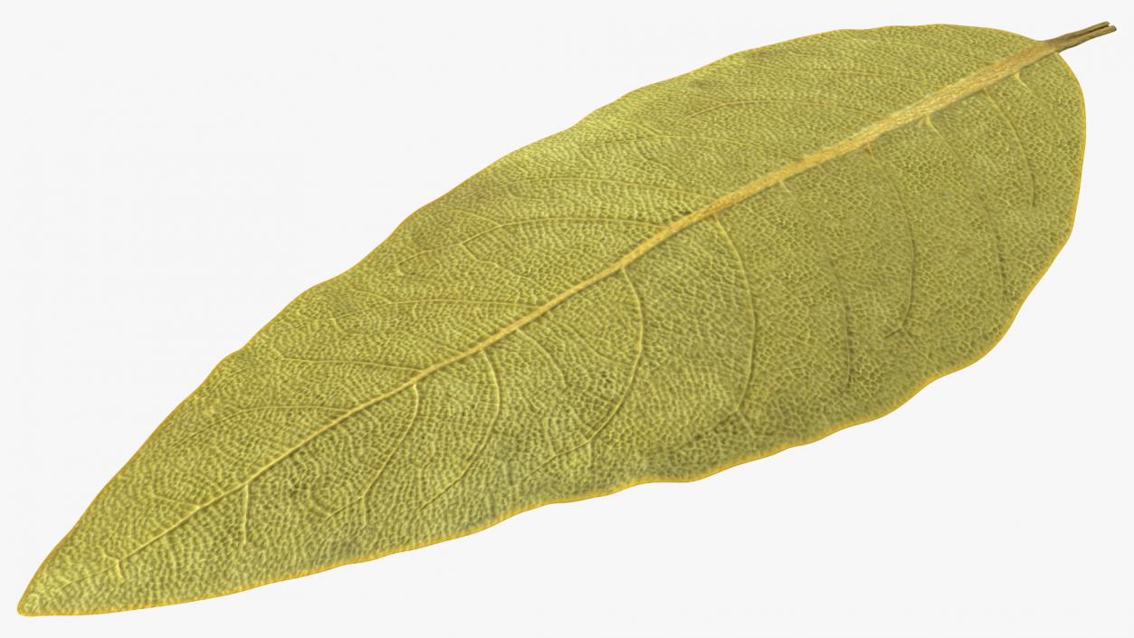 3D Dried Bay Laurel Leaf