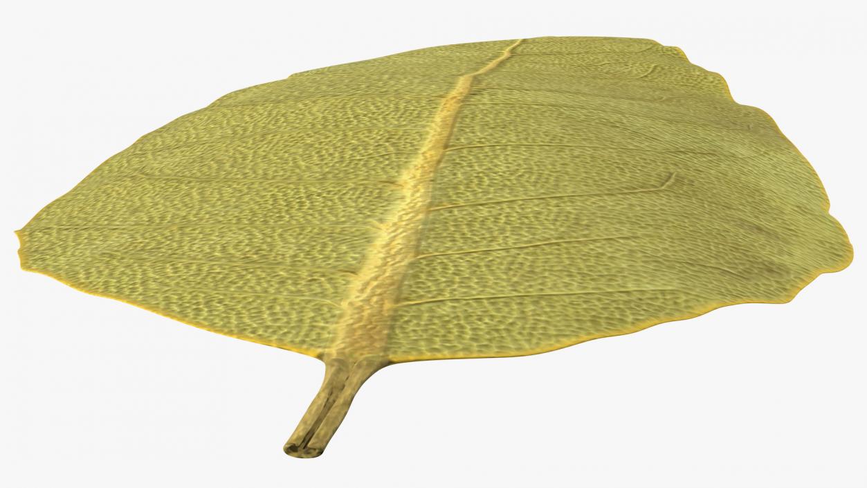 3D Dried Bay Laurel Leaf