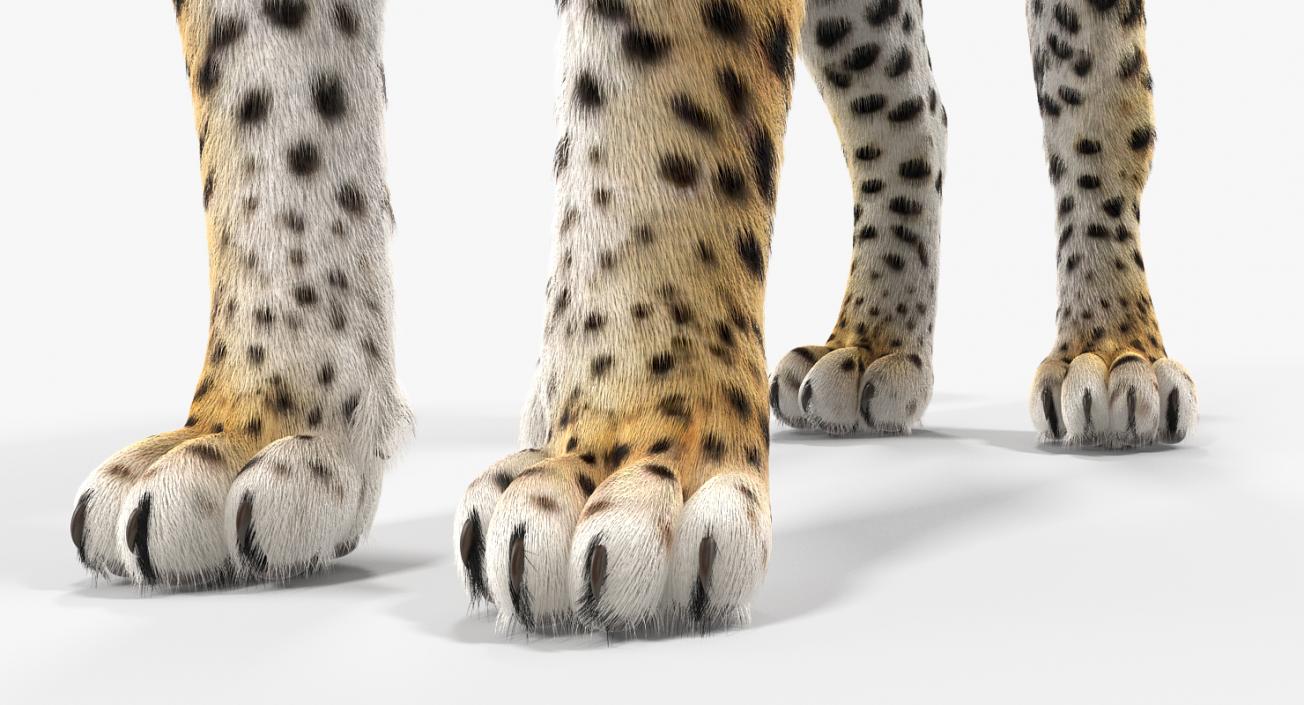 3D Leopard with Fur