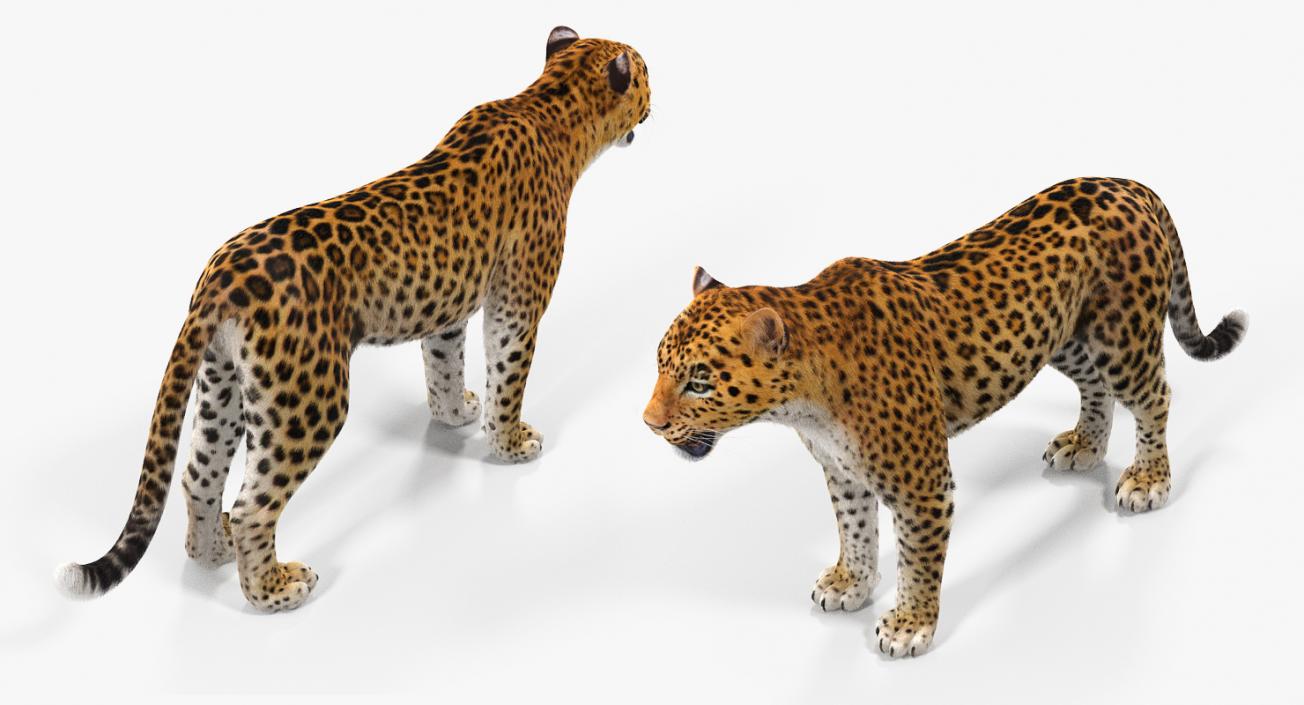 3D Leopard with Fur