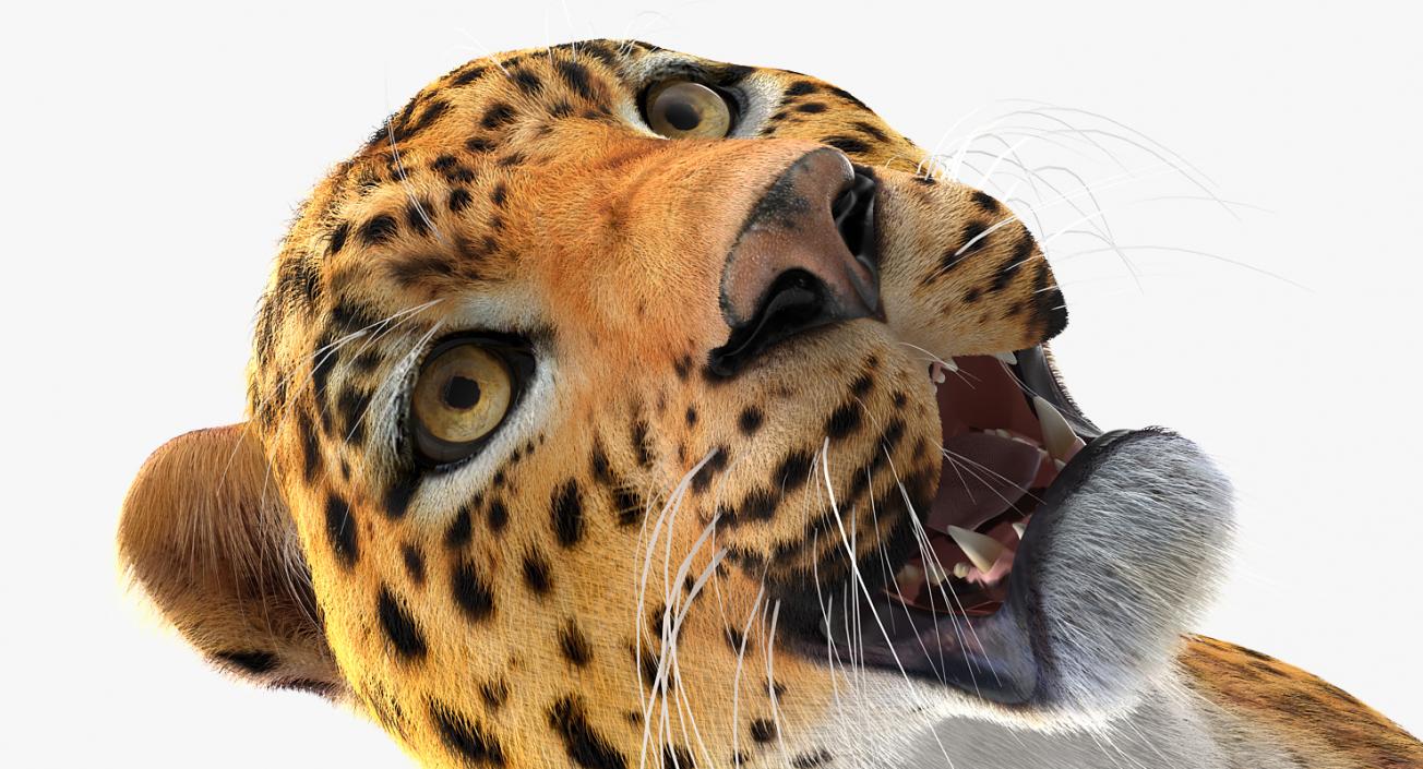 3D Leopard with Fur