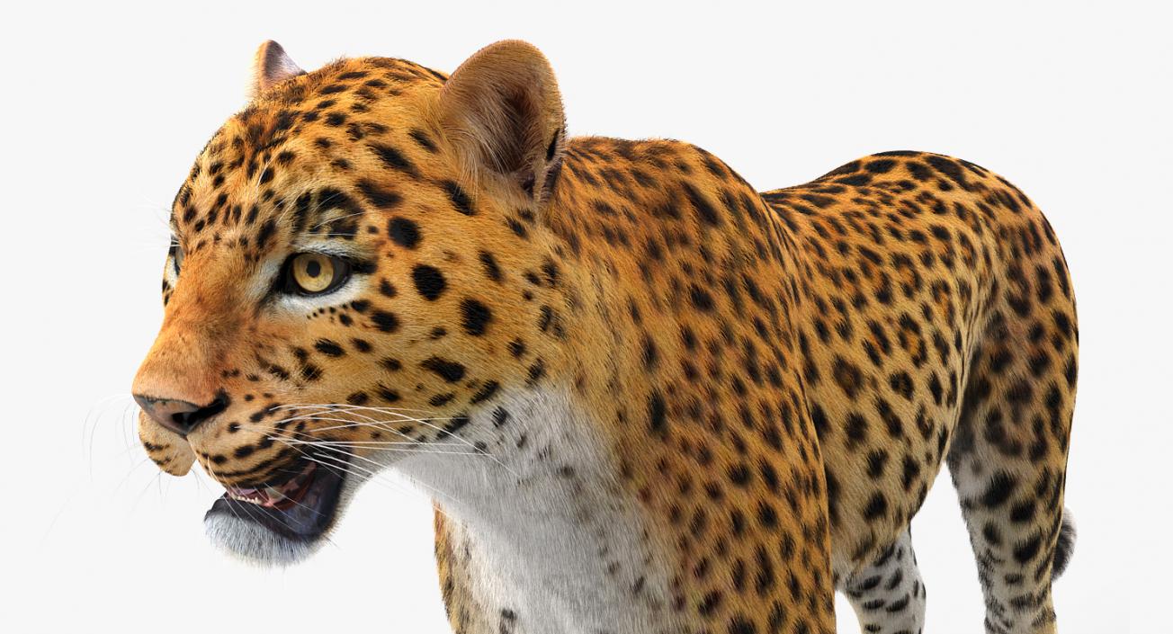 3D Leopard with Fur