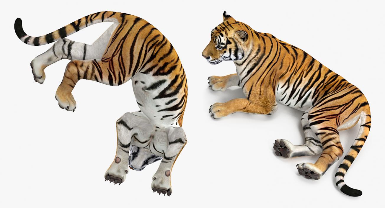 Tiger Rigged 3D