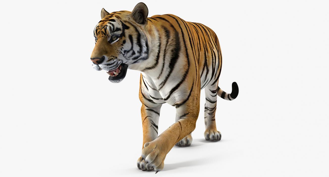 Tiger Rigged 3D