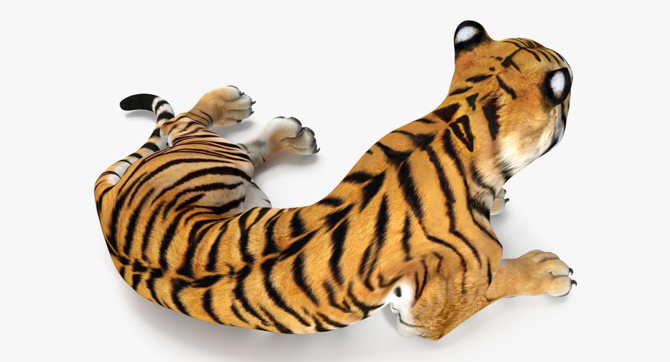 Tiger Rigged 3D