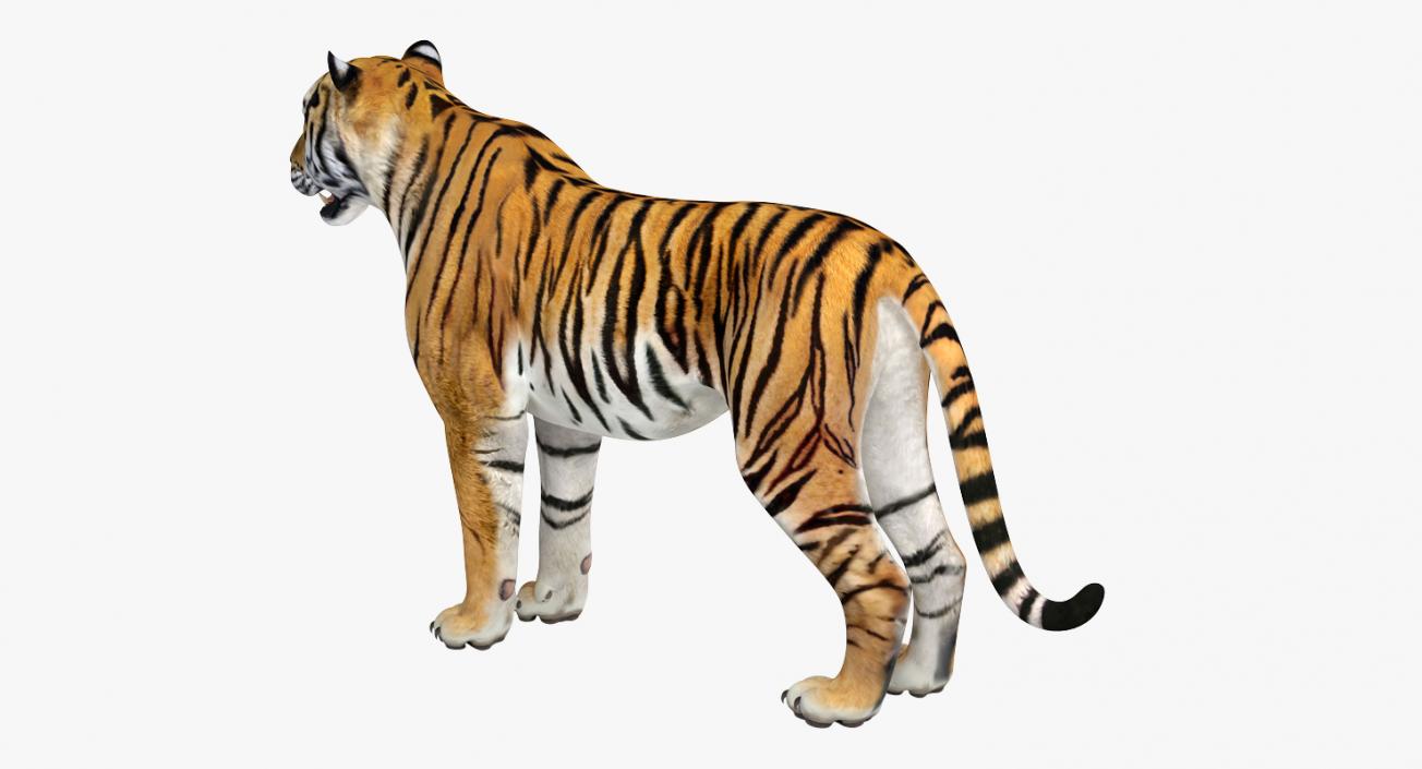 Tiger Rigged 3D