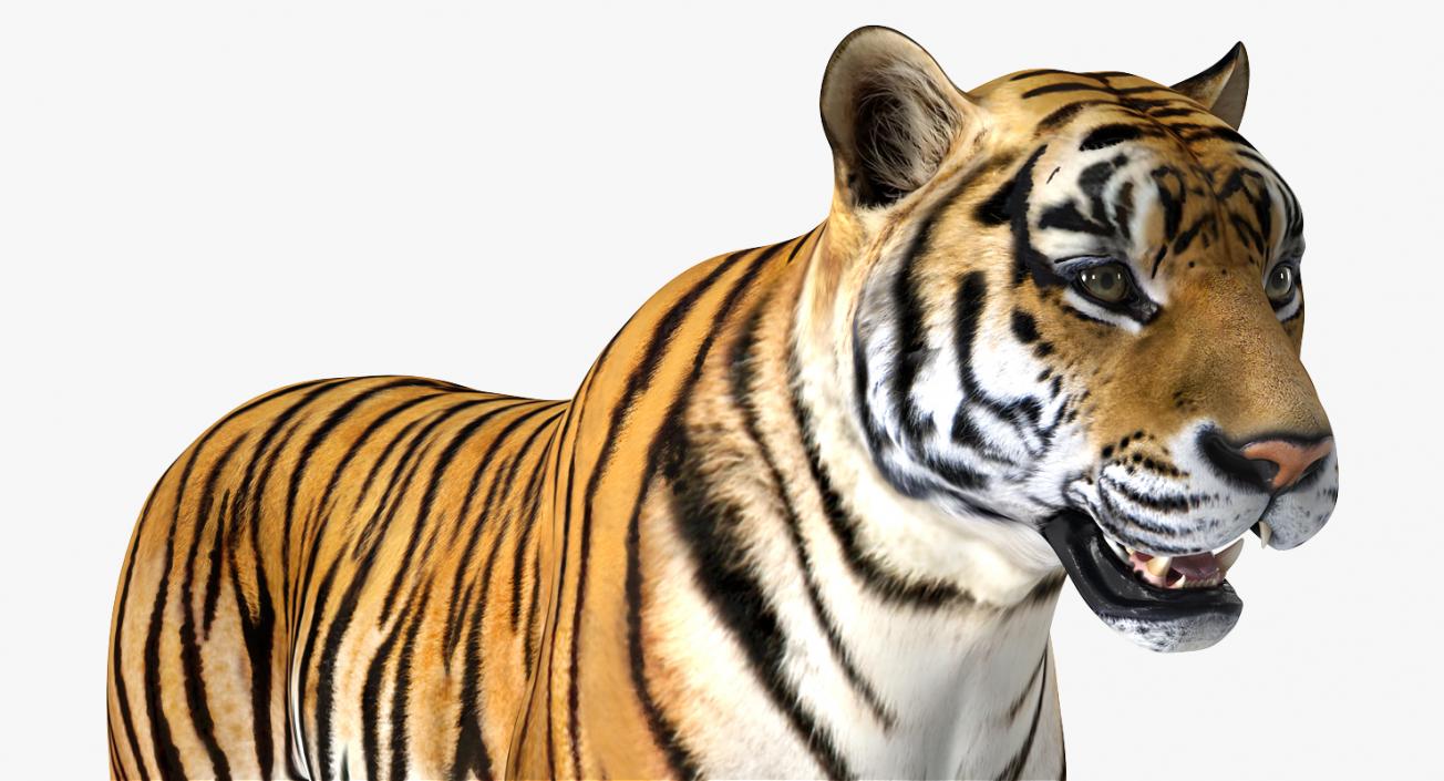 Tiger Rigged 3D